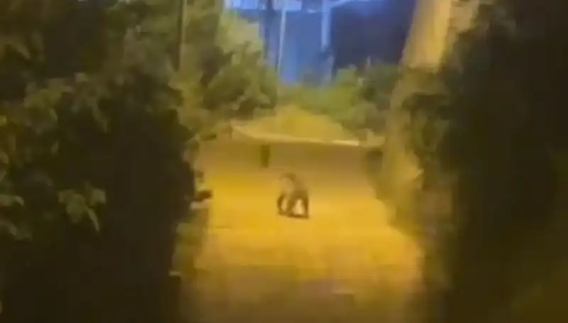 Gümüşhane'de Şehir Merkezine İnen Ayı, Vatandaşlarda Şok Etkisi Yarattı