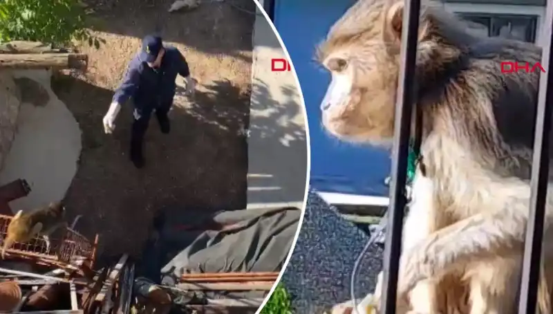 Muğla'da İlginç Olay: Maymun Mahallede Kovalamaca Peşinde!