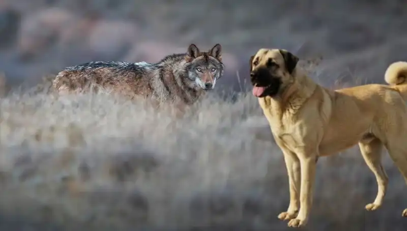 Kangal Köpeğine Talep Patladı: Kurt Popülasyonu Artıyor!