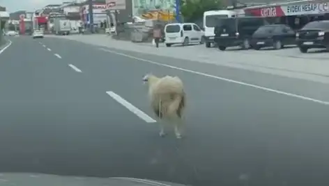 Yalova’da Kaçan Kurbanlıklar Trafiği Alt Üst Etti