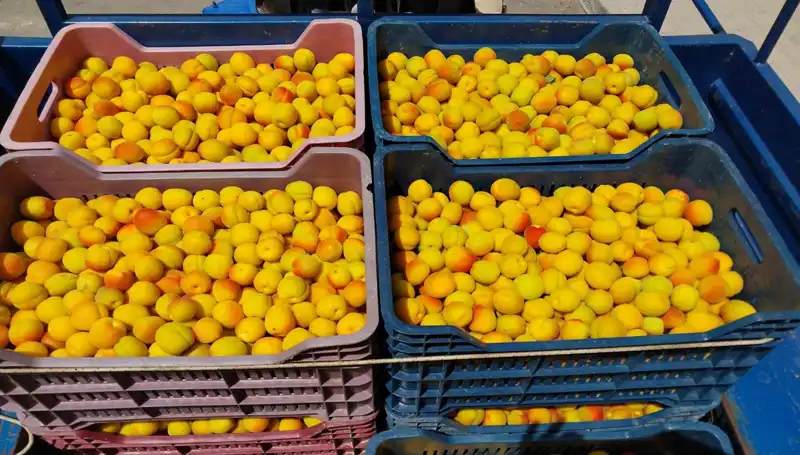 İlk Hasat: Özgün Sözleşmelerle 500 TL’den Satış Yapıldı