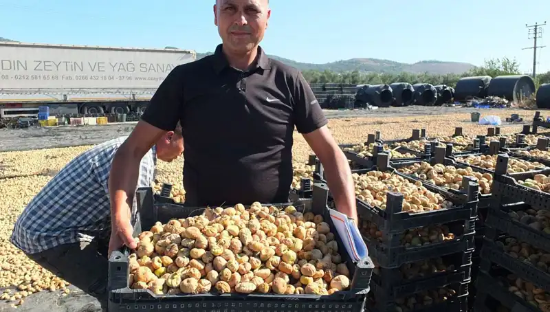Balıkesir'de Balık Hasadı Başladı: Çin ve Rusya'ya İhracat Hamlesi!