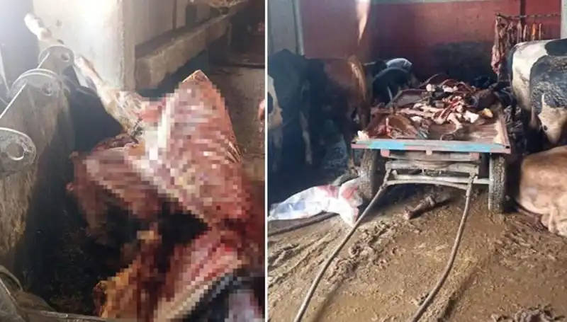 Adana'da Hayvanları Kurtaran Operasyon: 2,5 Ton At Eti Ele Geçirildi