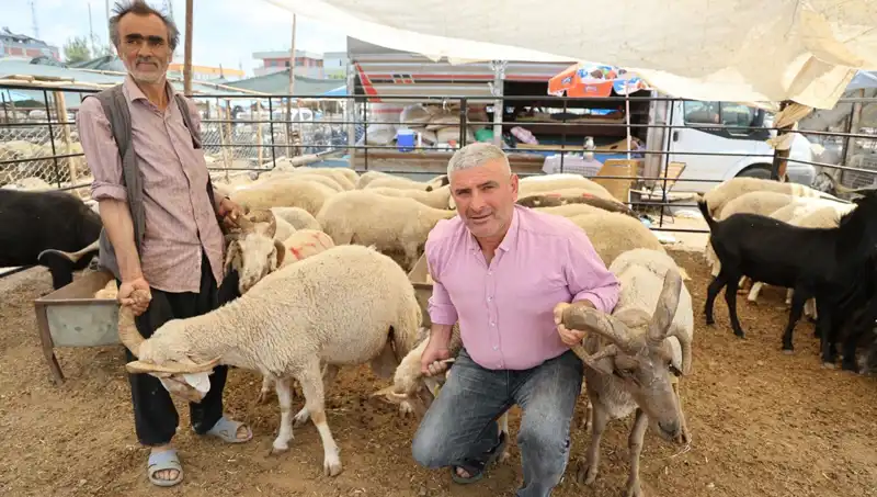 Kurban Pazarında İlgi Odağı: 4 Boynuzlu Koçların Yükselişi