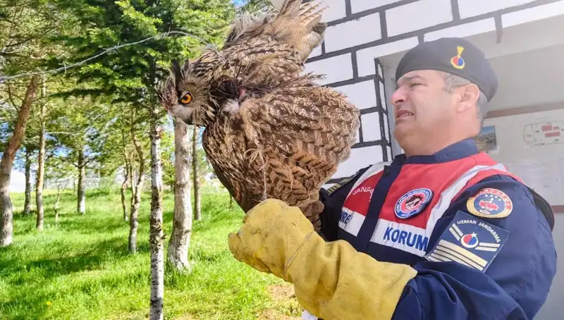 Dikenli Tellere Takılan Puhu, Şimdi Tedavi Sürecinde: Hayata Dönme Mücadelesi