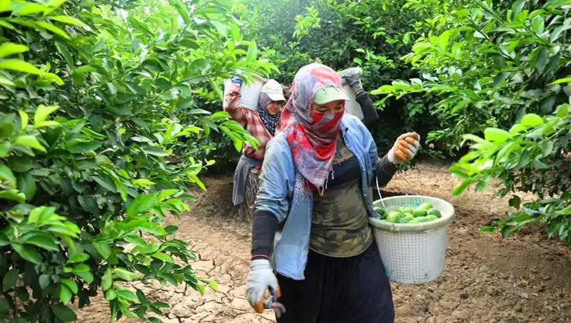Markette Patates Fiyatları Yükselirken, Yeni Hasat Umutları Artıyor!