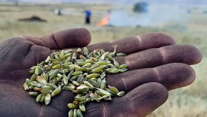 Firik Sezonu Başladı: Türkiye'nin En Lezzetli Tahılı Sofraları Şenlendiriyor