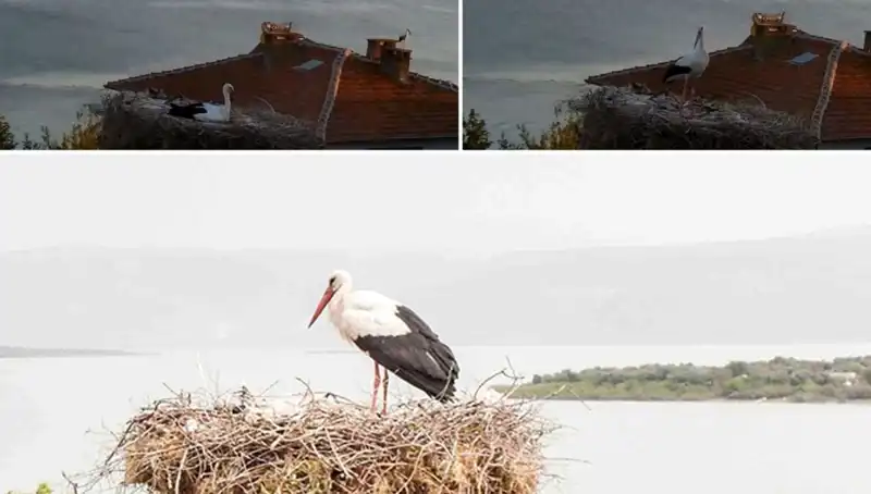 Leylek Yaren’in Deprem Öngörüsü: Doğanın Fısıldadıkları