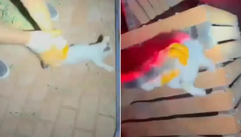 Gece Yarısı İtfaiye Ekibi, Kayıp Kediyi Çatıdan Kurtardı!