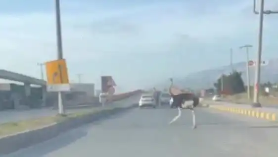 Hatay'da Dev Kuşlar Yolda Yürüdü: Trafik Kilitlendi!