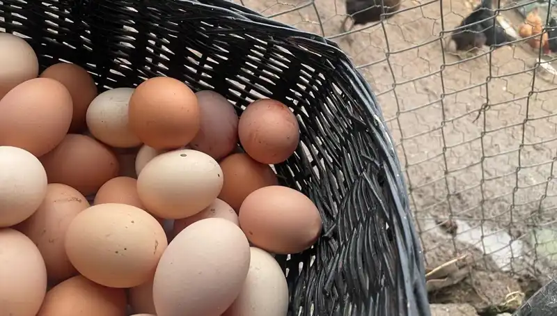 Okulların Açılması ile Mayıs Çukuru: Dünyanın En Ucuz Proteini Nasıl Kurtarabilir?