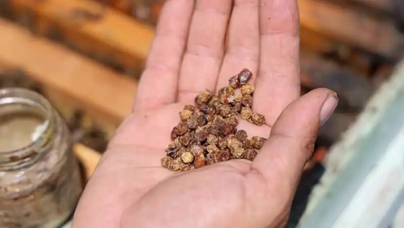 Eski Atık Şimdi Pahalı Bir Protein Kaynağı Haline Geldi