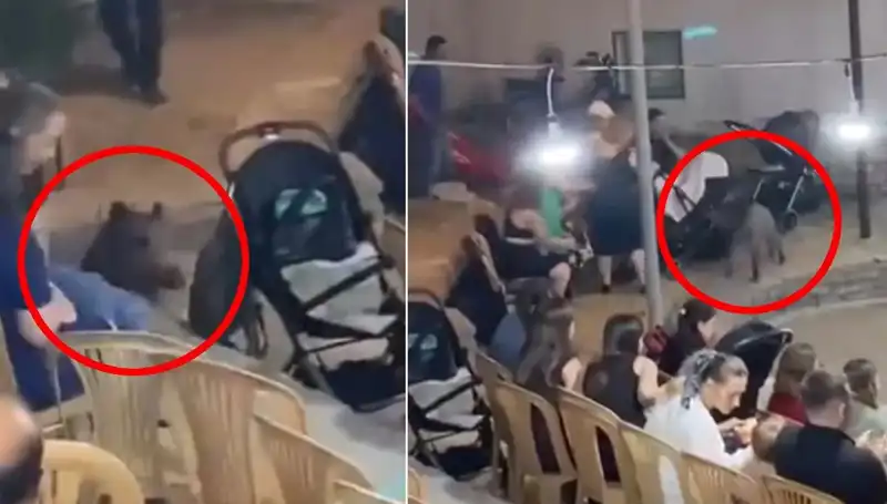 Yaban Domuzu Düğün Törenini Bastı: Panik Anları Yaşandı