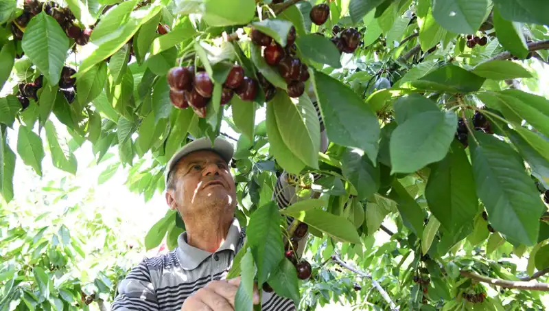 Lapseki'nin Devasa Sürprizi: Çay Bardağına Sığmayan Dev İkram!