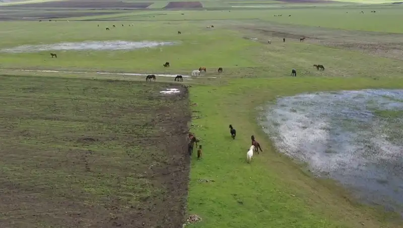 Kars'ın Eşsiz Doğasında Yılkı Atlarının Muhteşem Görüntüleri