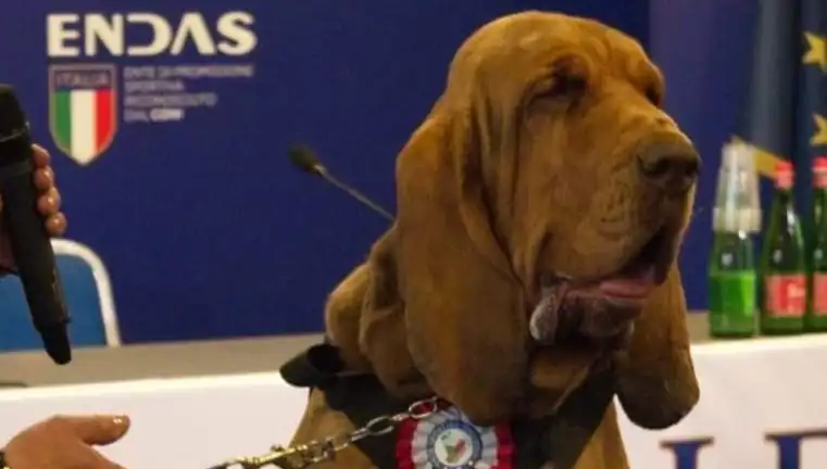 Çivili Sosisle Suikasta Uğrayan Kahraman Arama Köpeği: Detaylar Ortaya Çıktı